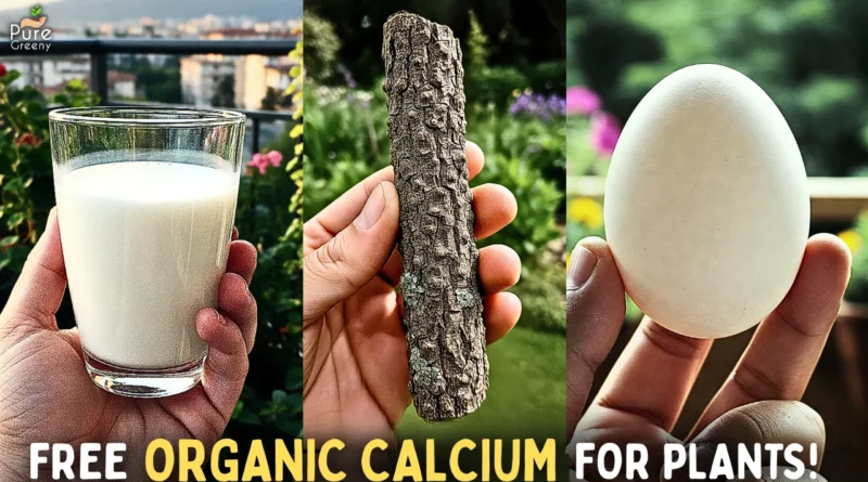 Calcium Uses & Benefits For Plants