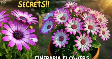 SECRETS to Grow Alot of Cineraria Flowers! (7-Care Tips)