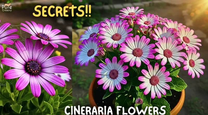 SECRETS to Grow Alot of Cineraria Flowers! (7-Care Tips)