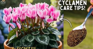 Cyclamen Plant Care Tips! (SECRETS REVEALED*)