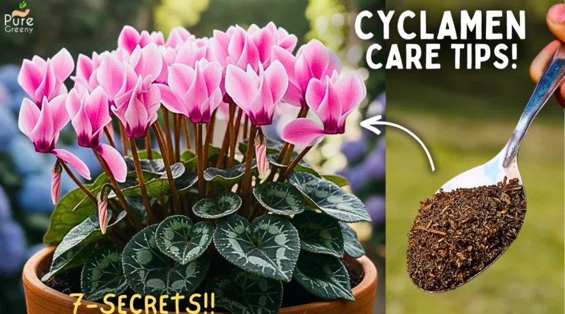 Cyclamen Plant Care Tips! (SECRETS REVEALED*)