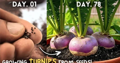 Growing Turnips From Seeds At Home, Step By Step!