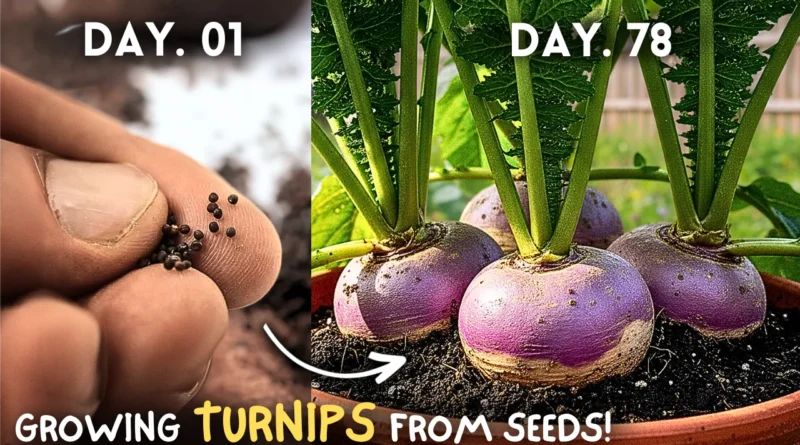 Growing Turnips From Seeds At Home, Step By Step!