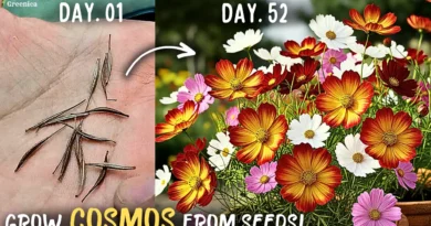How to Grow Cosmos Flowers at Home