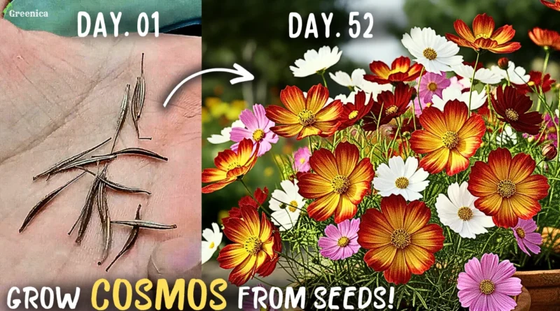 How to Grow Cosmos Flowers at Home