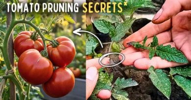 Tips & Tricks on Tomato Plants Pruning! (10x FRUITING)