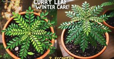 Curry leaf Plant Winter Care! (7-SECRETS*)
