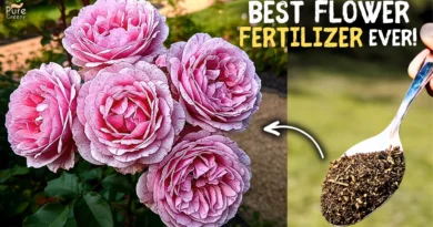 How to Make The Best Ever Flower Fertilizer at Home? (10x Flowering)