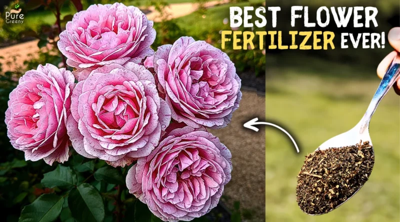 How to Make The Best Ever Flower Fertilizer at Home? (10x Flowering)