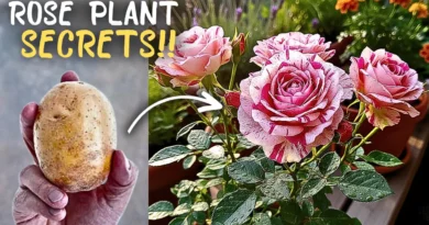 Top 5 Rose Plant Growing Tips & Winter Care!