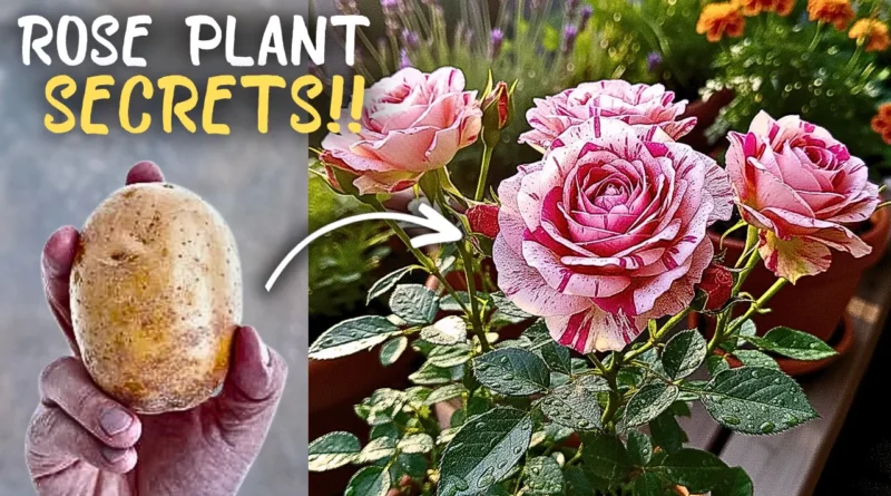 Top 5 Rose Plant Growing Tips & Winter Care!