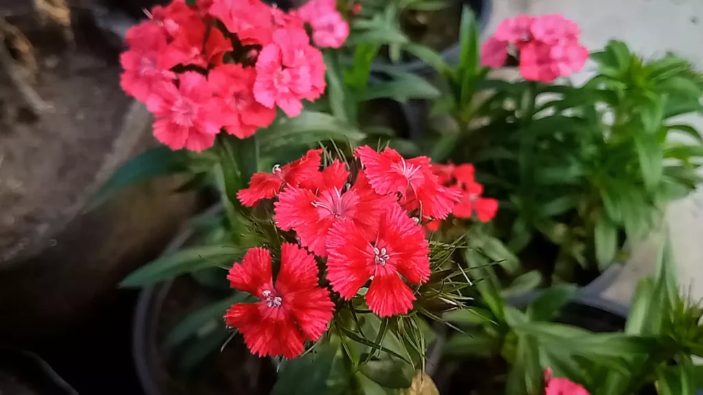 Sweet William Flowers
