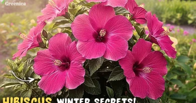 Hibiscus Plant Winter Care! (5-SECRETS)