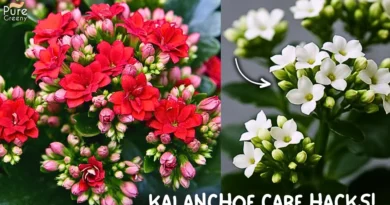 5 CARE TIPS To Grow a lot of Kalanchoe Flowers!