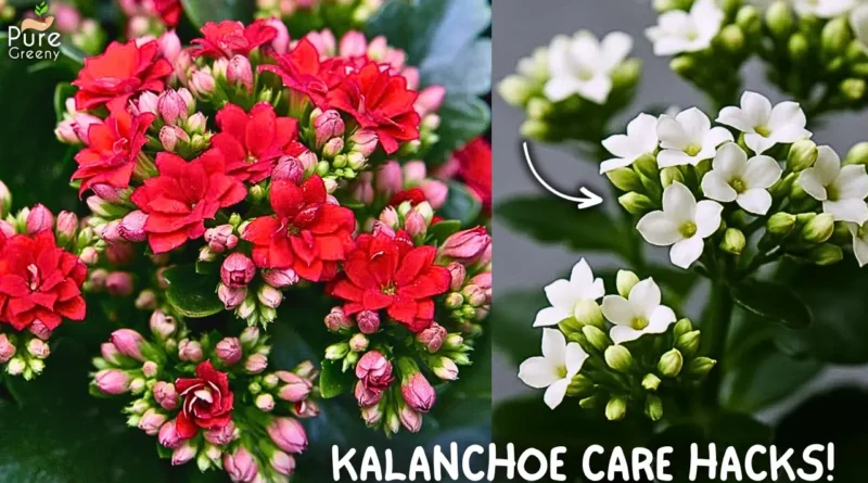 5 CARE TIPS To Grow a lot of Kalanchoe Flowers!