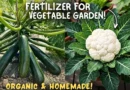 Homemade & Organic Fertilizer For Vegetable Plants…