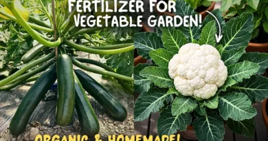 Homemade & Organic Fertilizer For Vegetable Plants…