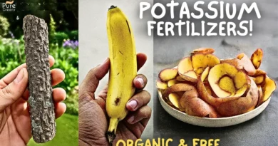 Organic Sources of Potassium For Plants, & Its Benefits!