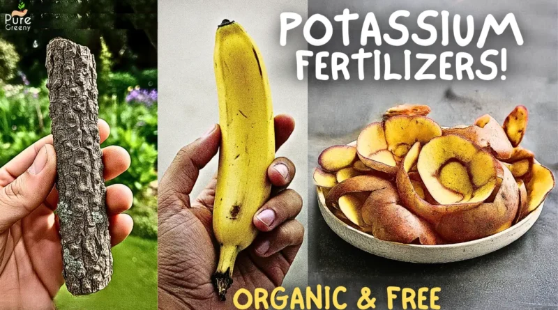 Organic Sources of Potassium For Plants, & Its Benefits!