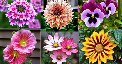 15 Easiest To Grow Winter Flowering Plants!