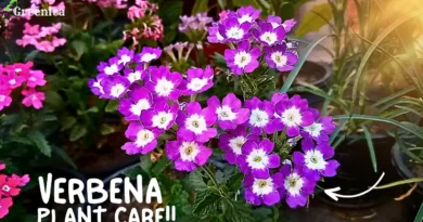 6 Tricks To Grow A lot of Verbena Plant Flowers!