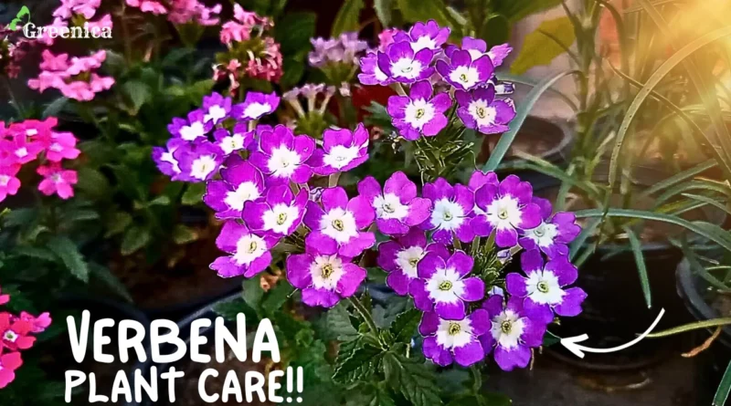 6 Tricks To Grow A lot of Verbena Plant Flowers!