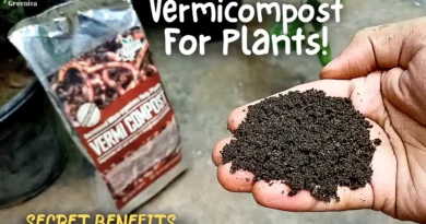 SECRET BENEFITS Of VermiCompost For Plants! (& Correct Way To Use)
