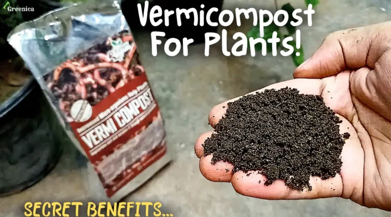 SECRET BENEFITS Of VermiCompost For Plants! (& Correct Way To Use)