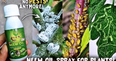 How to Make Neem Oil Spray at Home? (Secret Benefits*)