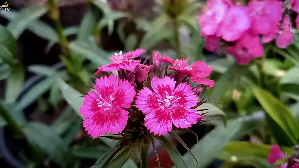 Dianthas Flowers