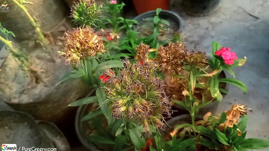Dianthas Flower Seedpods