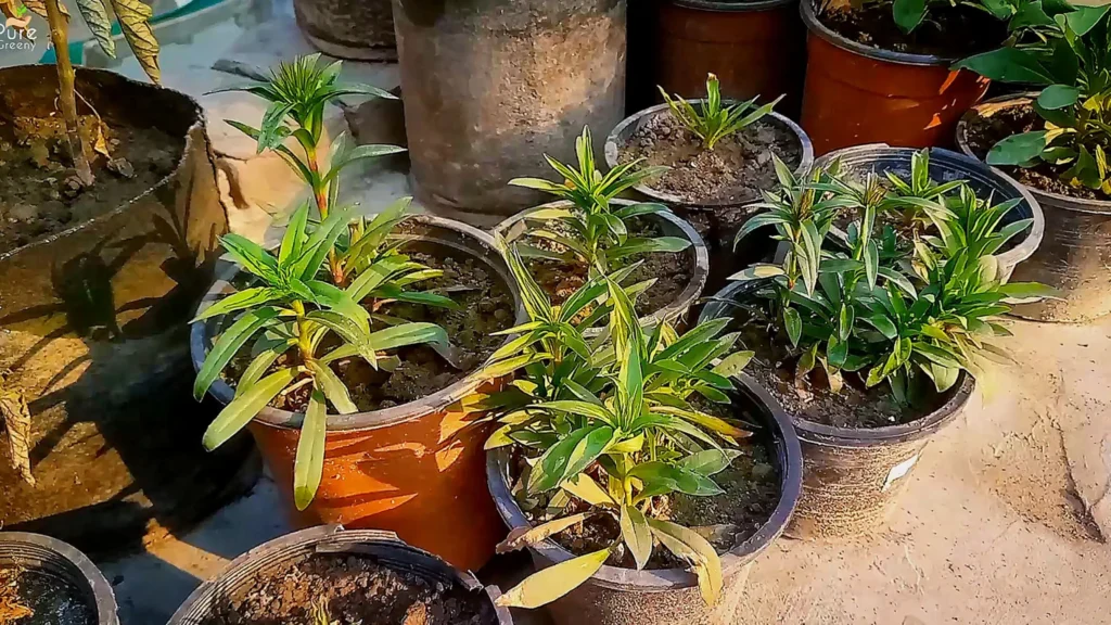 Growing Dianthas Plants