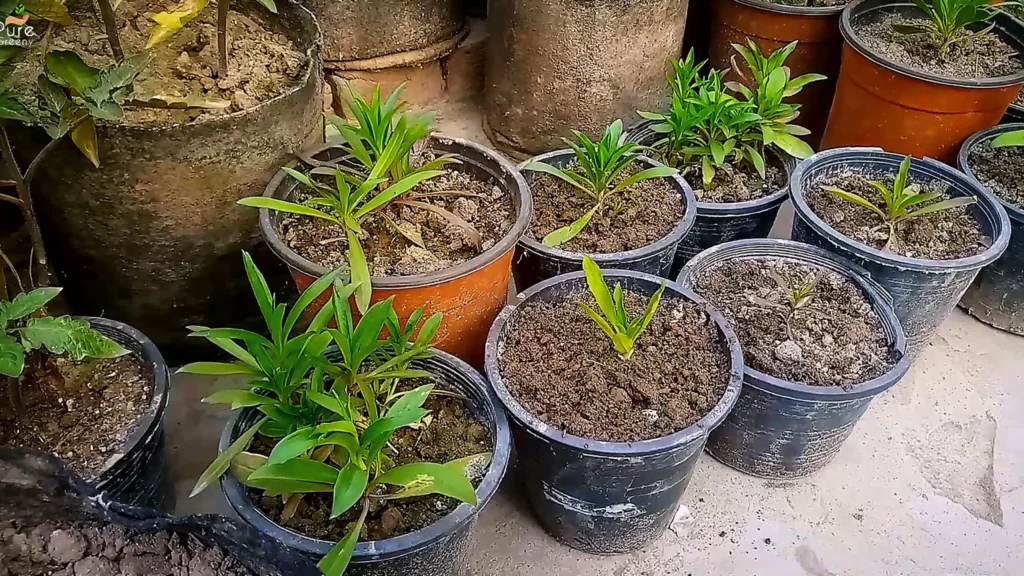 Growing Dianthas Plants