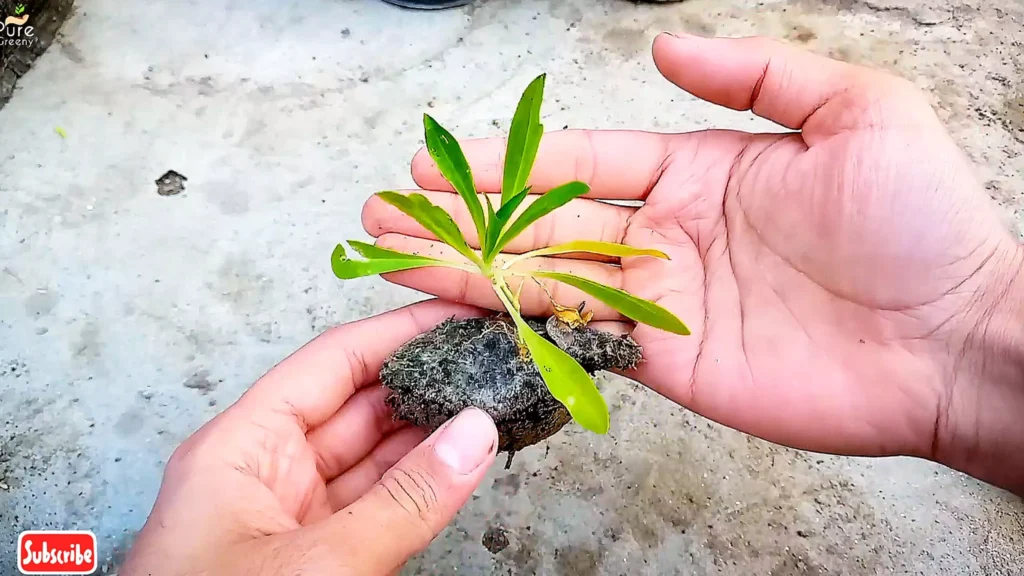 Dianthus Plant Seedlings