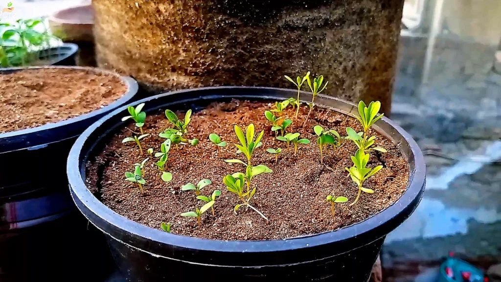 Dianthus Plant Seedlings