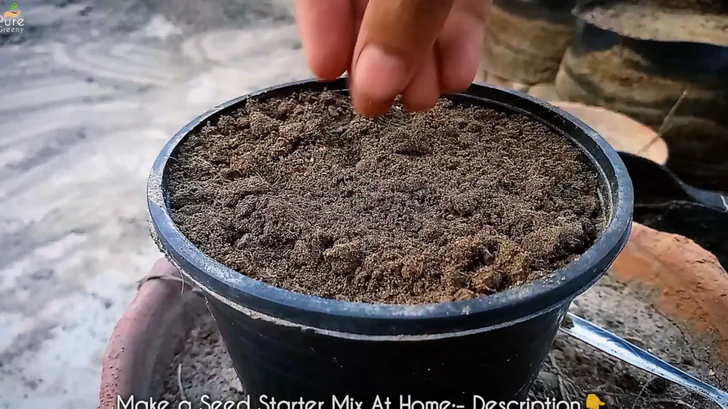 Sowing Dianthas Seeds