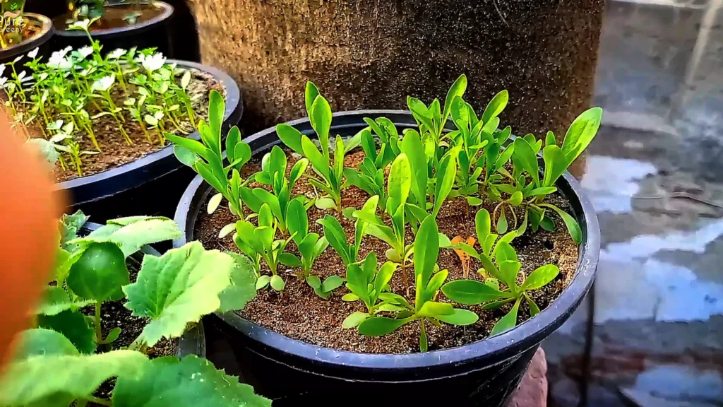 Dianthus Plant Seedlings