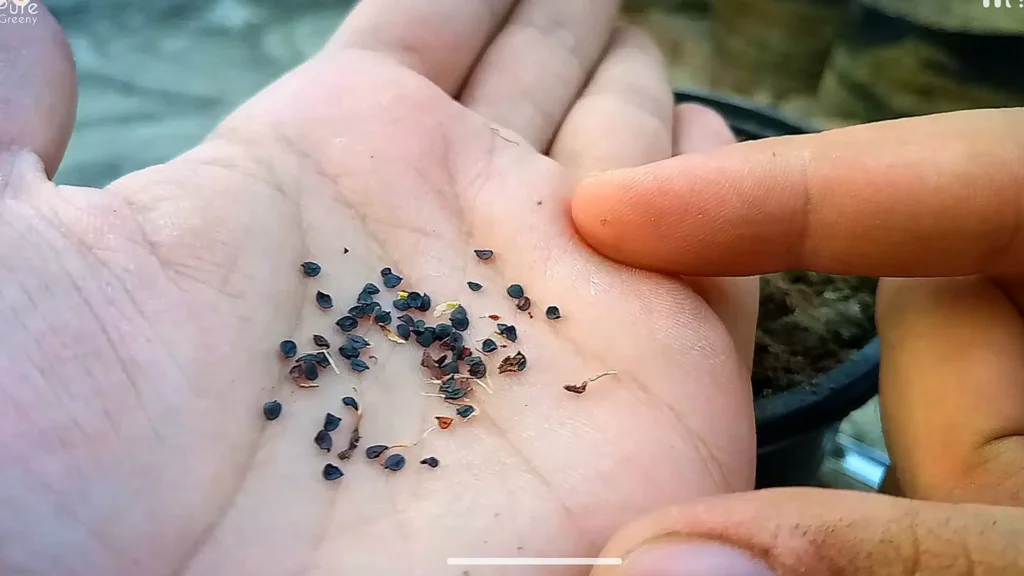 Dianthas Seeds