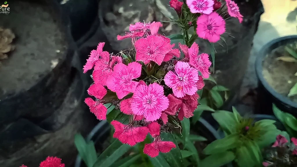 Pink Dianthas Flowers