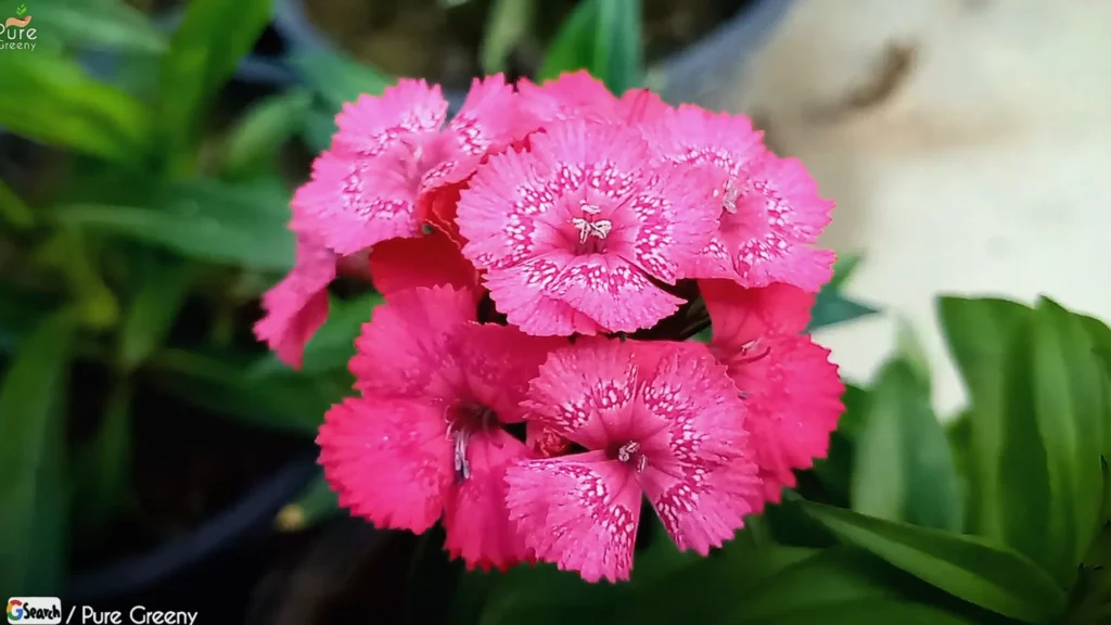 Pink Dianthas Flowers