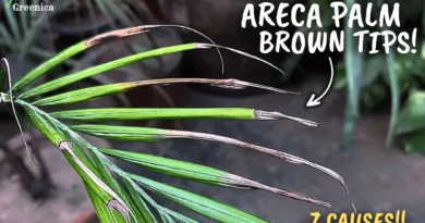 7 Causes of Areca Palm Brown Tips! (CURE THIS WAY)