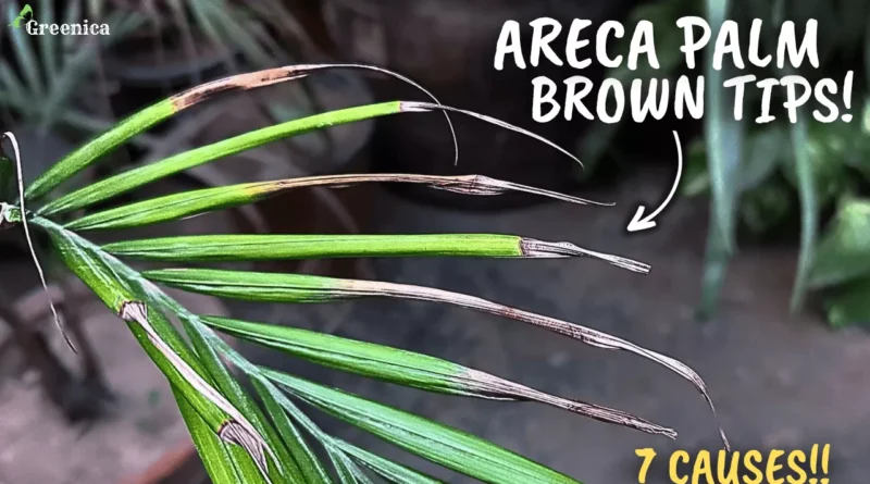 7 Causes of Areca Palm Brown Tips! (CURE THIS WAY)