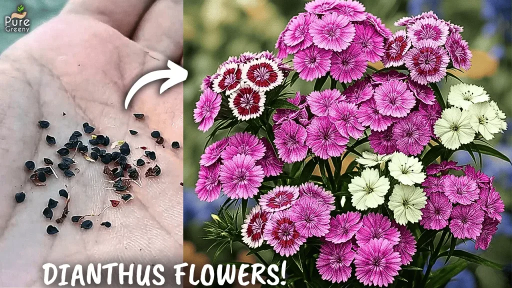 How to Grow Alot of Dianthas Flowers From Seeds? (7-Care Tips)