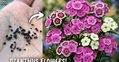 How to Grow Alot of Dianthas Flowers From Seeds? (7-Care Tips)