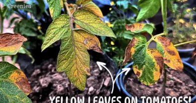 7-Reasons Of Yellow Leaves on Tomato Plants!