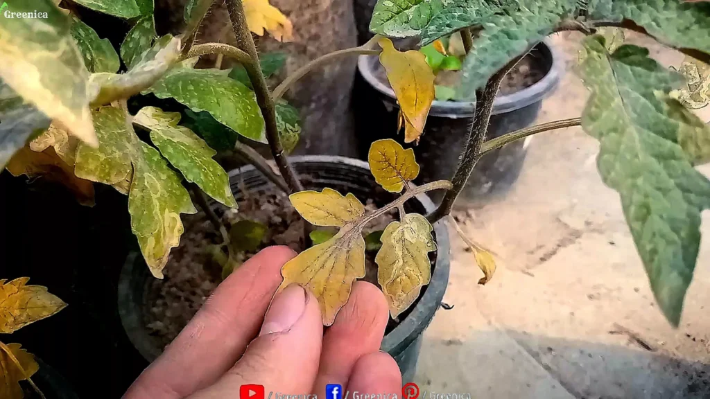 Lower Tomato leaves Turning Yellow