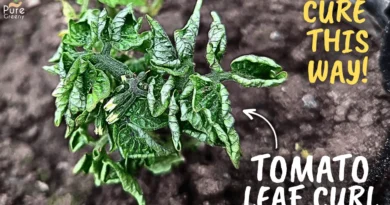 Causes Of Tomato Leaf Curl Disease! (Solution Added*)