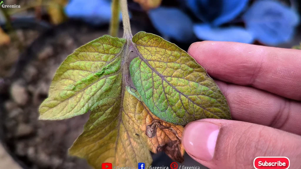 pale Yellow Leaves On Tomato Plants