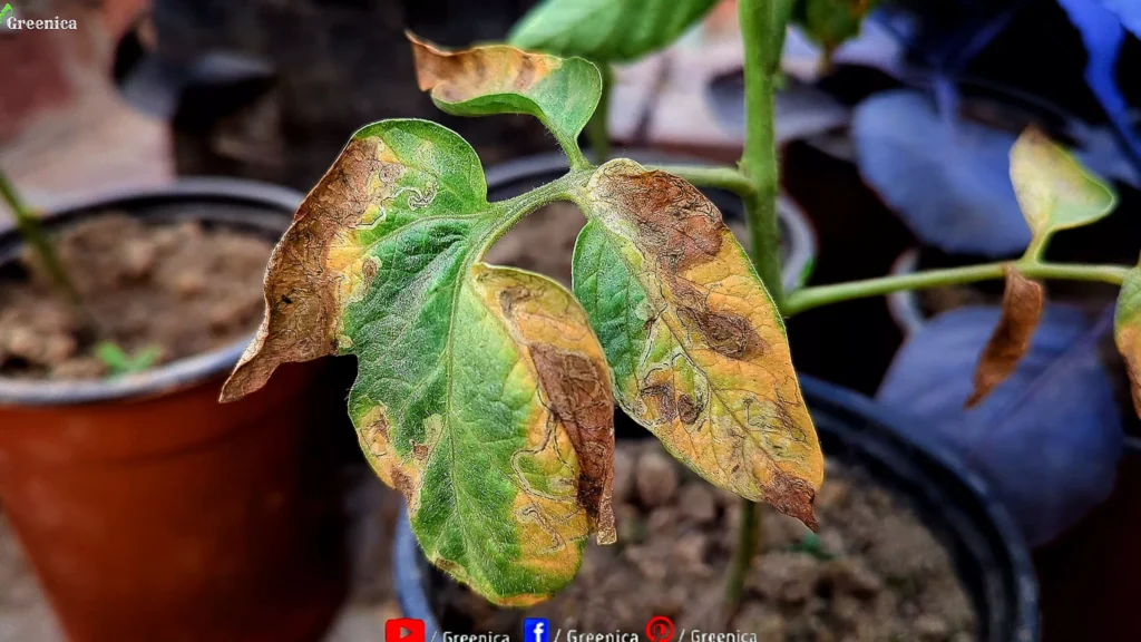 Yellowing Tomato Leaves