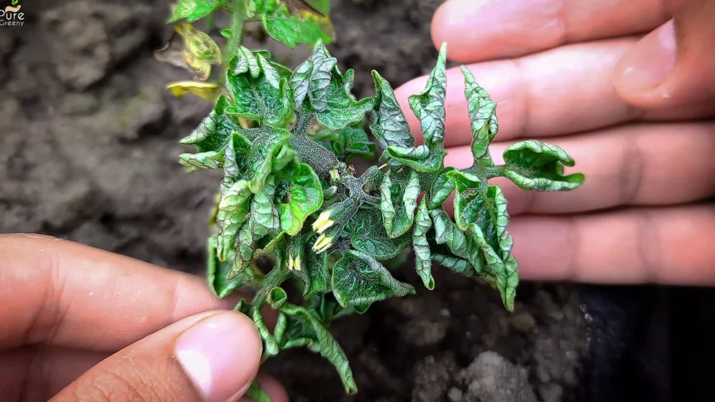 Tomato Leaves Curling